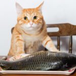 Cat's Food